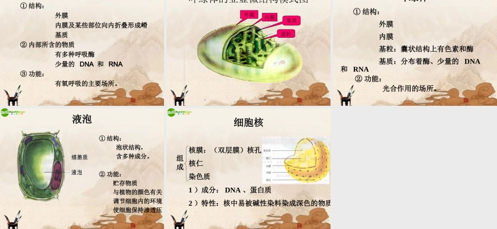 七年级生物上册 第3章第一节植物细胞的结构和功能课件 苏教版 课件