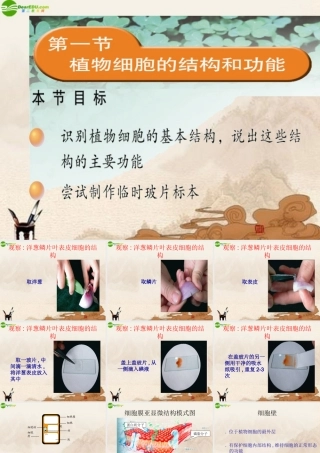 七年级生物上册 第3章第一节植物细胞的结构和功能课件 苏教版 课件