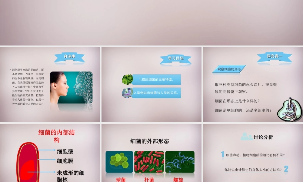 八年级生物上册 第五单元 第一章 第1节(细菌)探究型课件 (新版)冀教版 课件