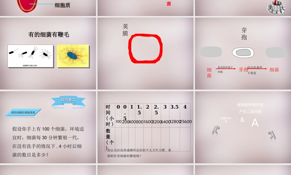 八年级生物上册 第五单元 第一章 第1节(细菌)探究型课件 (新版)冀教版 课件