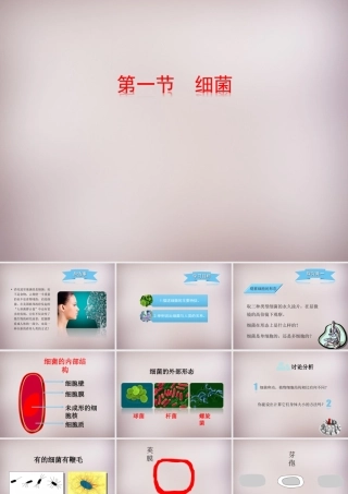 八年级生物上册 第五单元 第一章 第1节(细菌)探究型课件 (新版)冀教版 课件