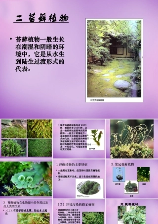 八年级生物下册 22.3 植物的主要类群课件2 北师大版 课件