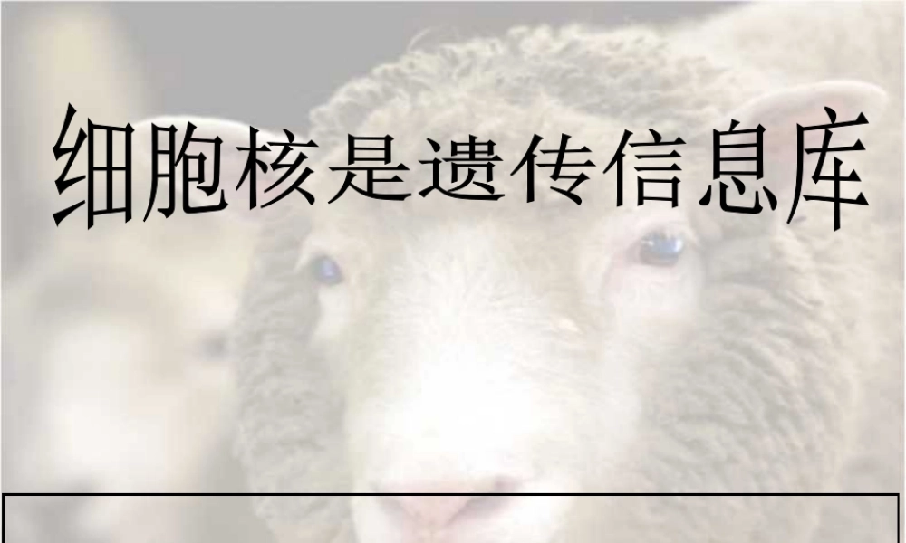 七年级生物细胞核是遗传信息库课件 新课标 人教版 课件