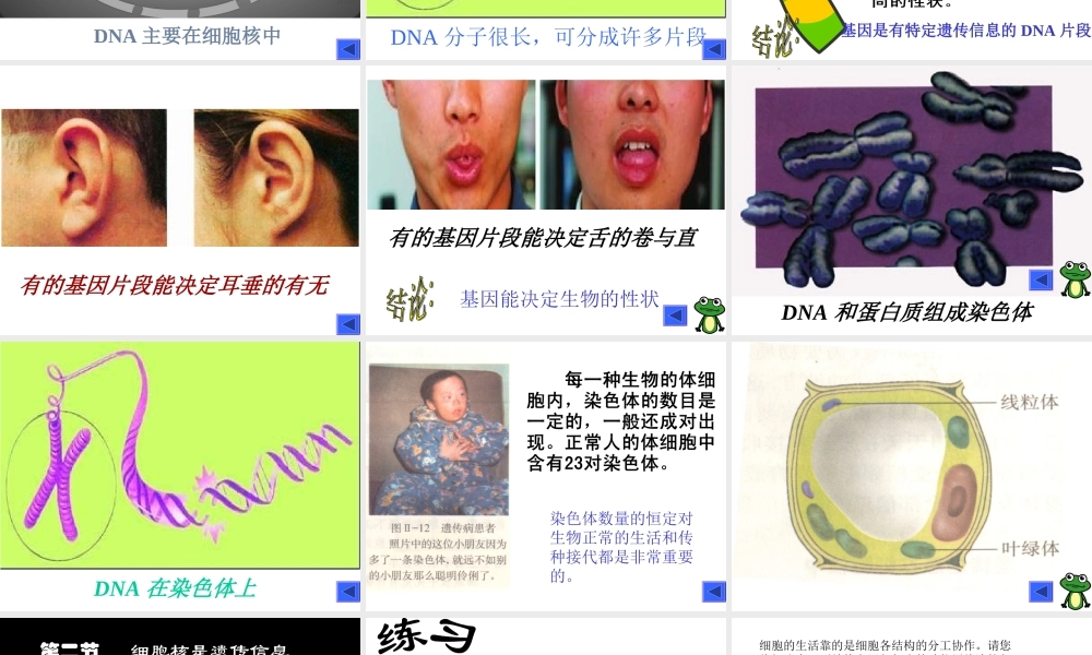 七年级生物细胞核是遗传信息库课件 新课标 人教版 课件