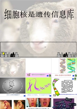七年级生物细胞核是遗传信息库课件 新课标 人教版 课件
