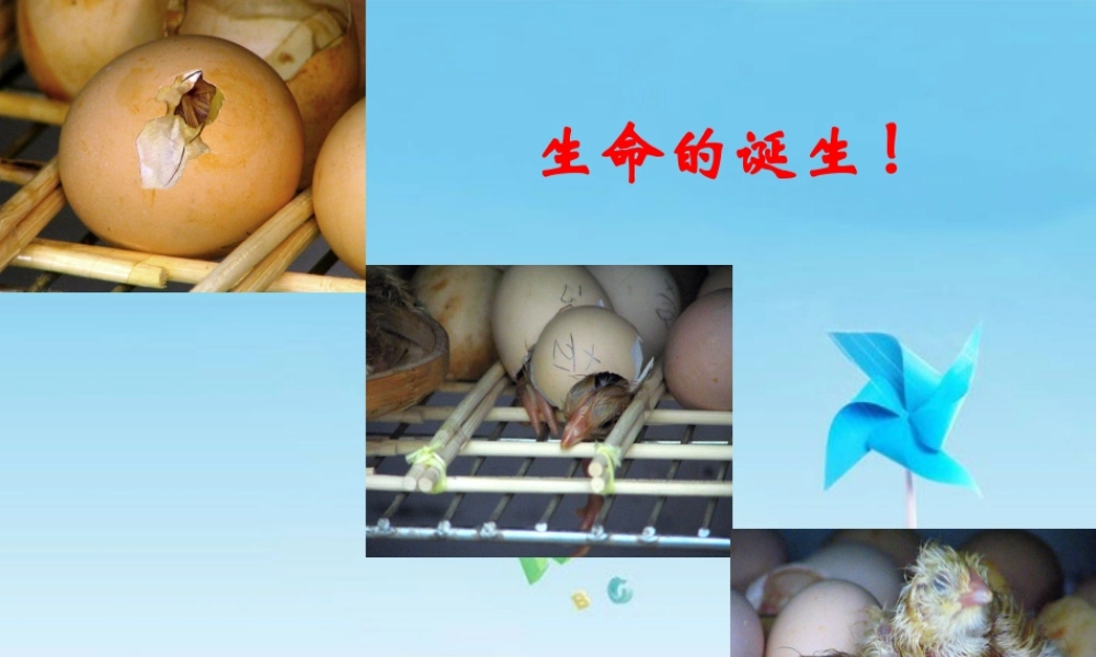 七年级语文上册(贝壳)教学课件 人教新课标版 课件