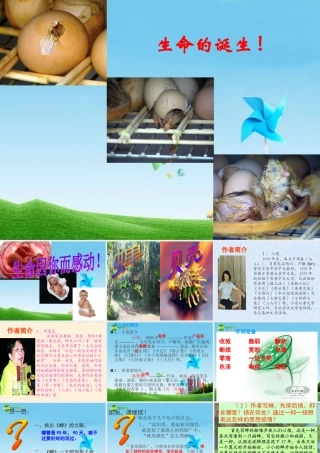 七年级语文上册(贝壳)教学课件 人教新课标版 课件