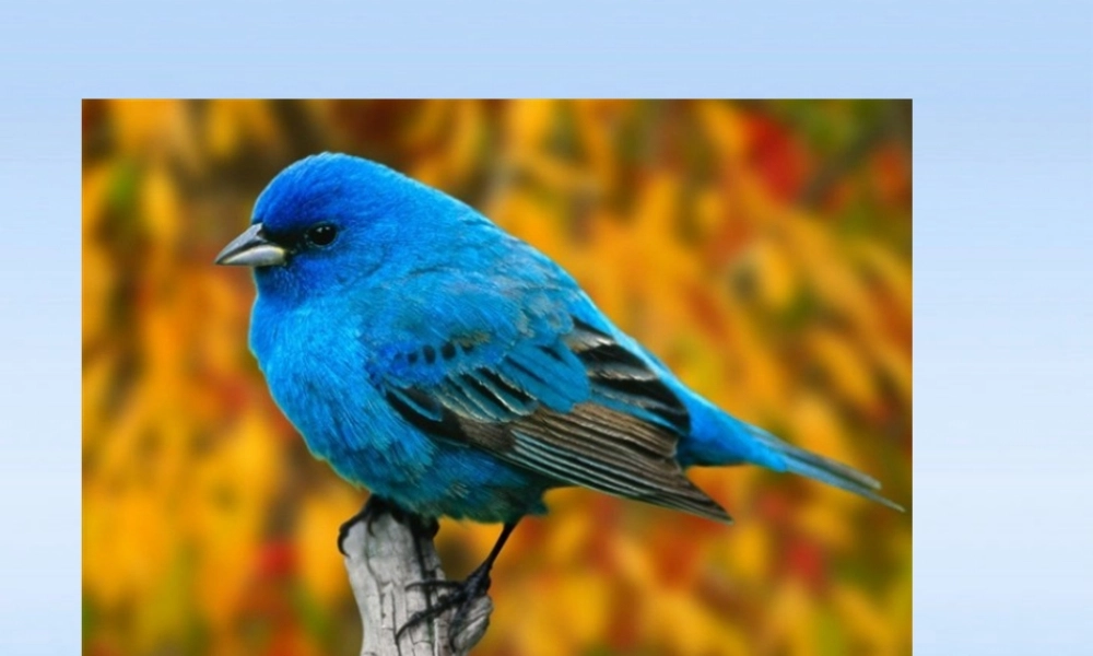 八年级物理上册 第五章第五节物体的颜色课件 北师大版 课件