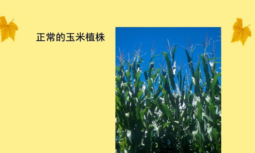 七年级生物上册 玉米叶正常的和缺少各种无机盐1课件 人教新课标版 课件