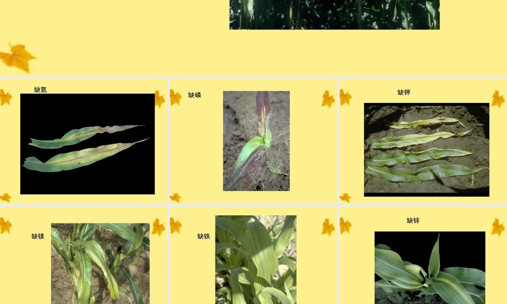 七年级生物上册 玉米叶正常的和缺少各种无机盐1课件 人教新课标版 课件