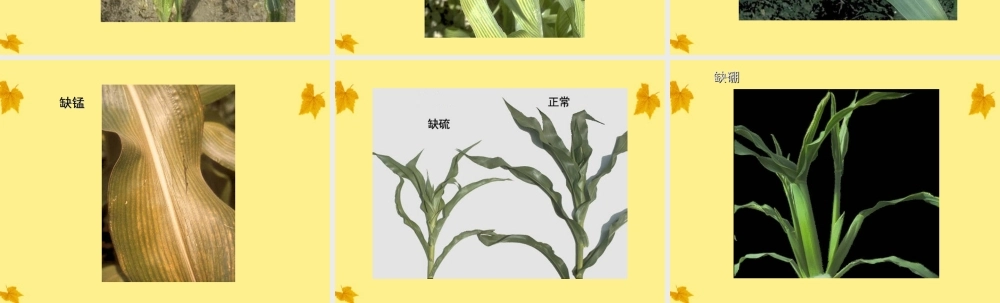七年级生物上册 玉米叶正常的和缺少各种无机盐1课件 人教新课标版 课件