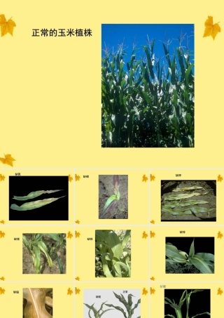七年级生物上册 玉米叶正常的和缺少各种无机盐1课件 人教新课标版 课件