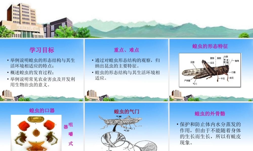 七年级生物上册 第三章 多种多样的动物 农业害虫课件 冀教版 课件