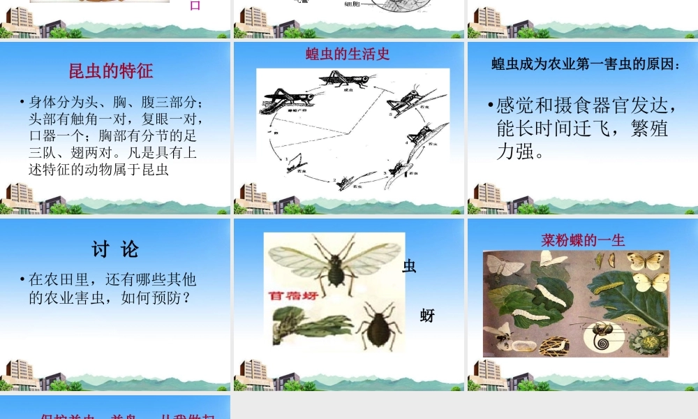 七年级生物上册 第三章 多种多样的动物 农业害虫课件 冀教版 课件