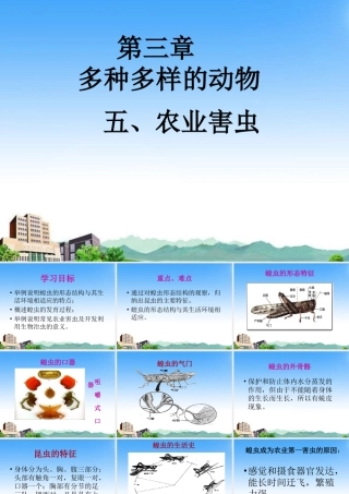 七年级生物上册 第三章 多种多样的动物 农业害虫课件 冀教版 课件