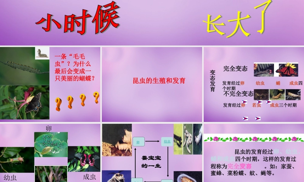 中学八年级生物下册 第七单元 第一章 第二节 昆虫的生殖和发育课件 新人教版 课件