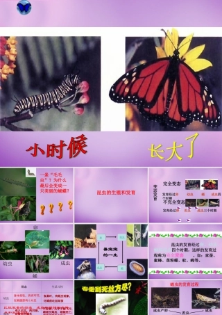 中学八年级生物下册 第七单元 第一章 第二节 昆虫的生殖和发育课件 新人教版 课件
