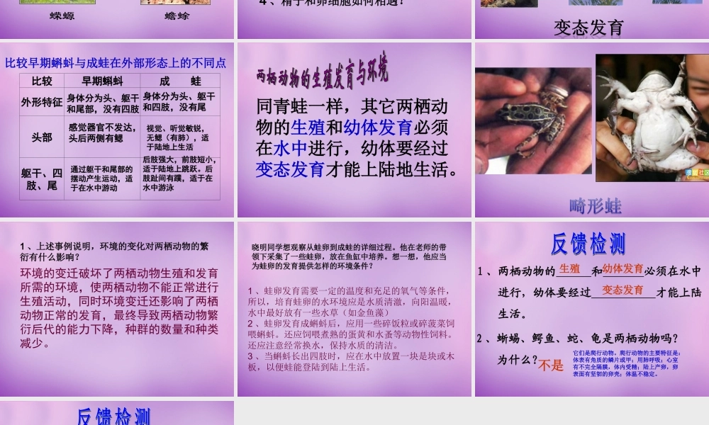八年级生物下册 第七单元 第一章 第三节 两栖动物的生殖和发育课件 新人教版 课件
