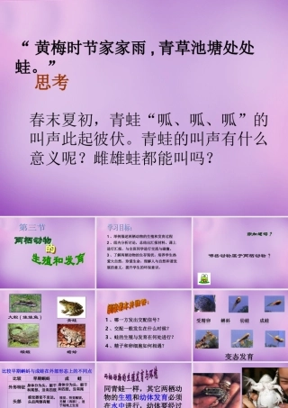 八年级生物下册 第七单元 第一章 第三节 两栖动物的生殖和发育课件 新人教版 课件
