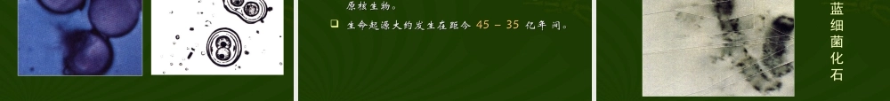 八年级生物新课标人教版地球上生命的起源ppt00 课件