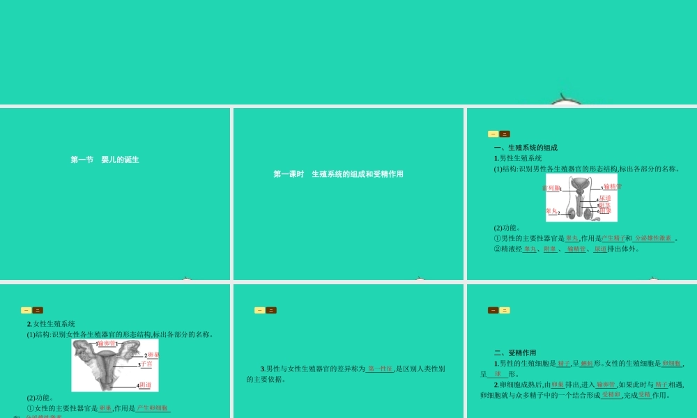 八年级生物上册 第四单元 第三章 第一节 婴儿的诞生(第1课时 生殖系统的组成和受精作用)课件 (新版)济南版 课件
