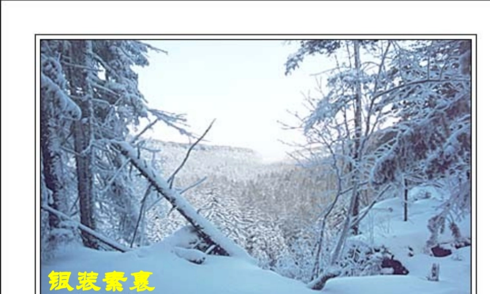 九年级语文上册 28(地下森林断想)课件 鲁教版 课件