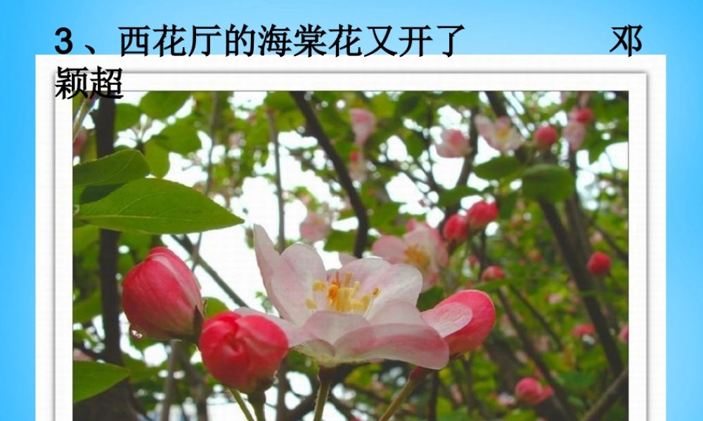 九年级语文上册 3(西花厅的海棠花又开了)课件1 语文版 课件