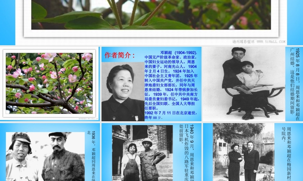 九年级语文上册 3(西花厅的海棠花又开了)课件1 语文版 课件