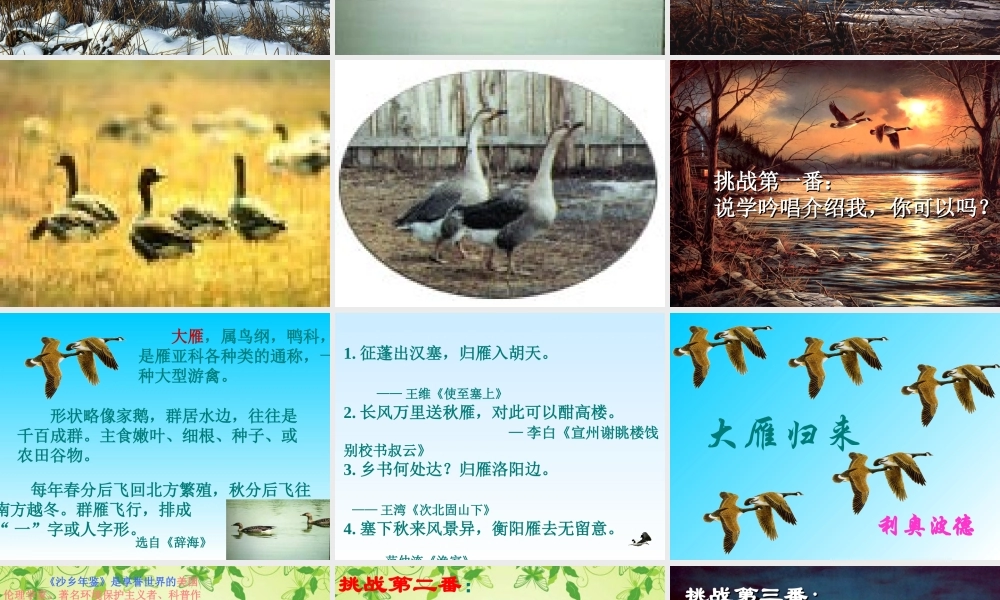 八年级语文下册 (大雁归来)教学课件 人教新课标版 课件