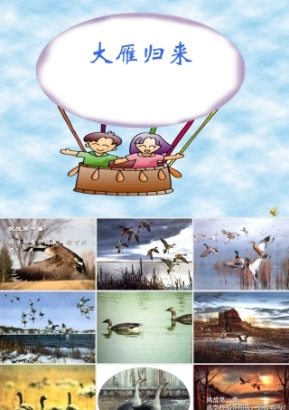 八年级语文下册 (大雁归来)教学课件 人教新课标版 课件