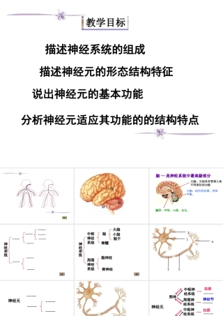 七年级生物神经系统与神经调节1课件