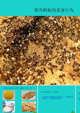 八年级生物上册 第16章 第1节 先天性行为和后天学习行为 探究蚂蚁的觅食行为课件 北师大版 课件