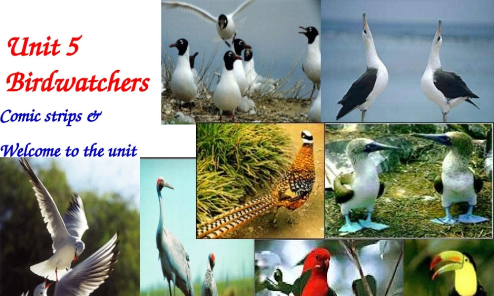 八年级英语 Unit5 课件