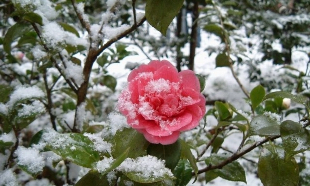 八年级语文上册 第7课(雪)课件 鲁教版 课件