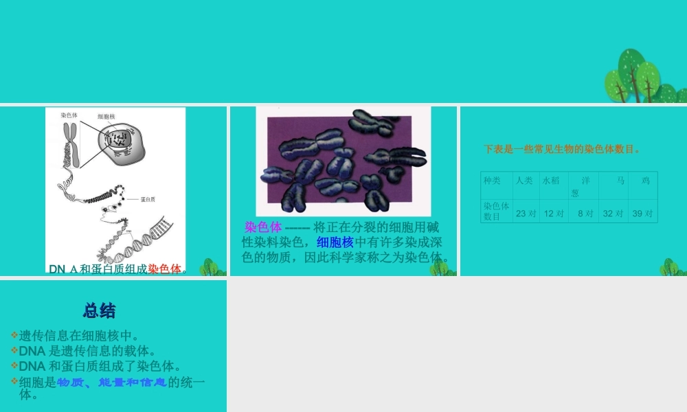 八年级生物上册 第四单元 第四章 第一节 遗传的物质基础 染色体课件 (新版)济南版 课件