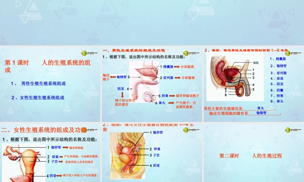 七年级生物下册 第一章 第二节 人的生殖课件 新人教版 课件
