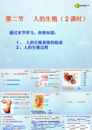 七年级生物下册 第一章 第二节 人的生殖课件 新人教版 课件