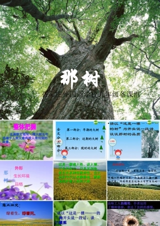 九年级语文下册 第10课(那树)课件1 人教新课标版 课件