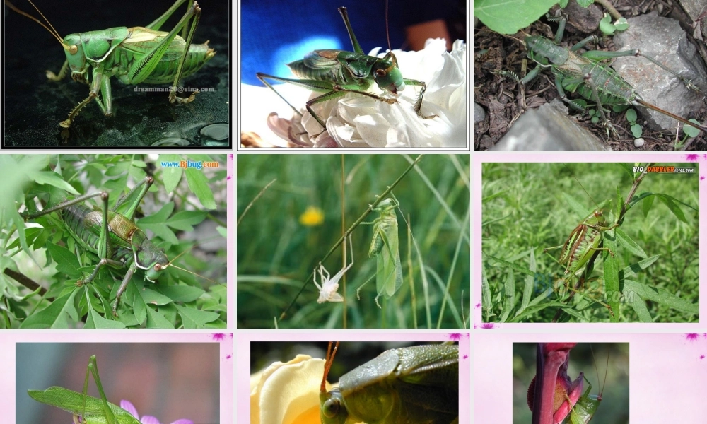 七年级语文上册 第五单元 第23课(绿色蝈蝈)课件 (新版)新人教版 课件