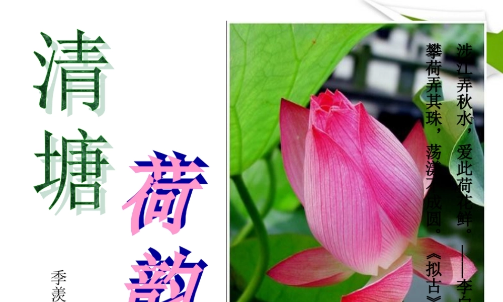 八年级语文上册(清塘荷韵)课件 苏教版 课件