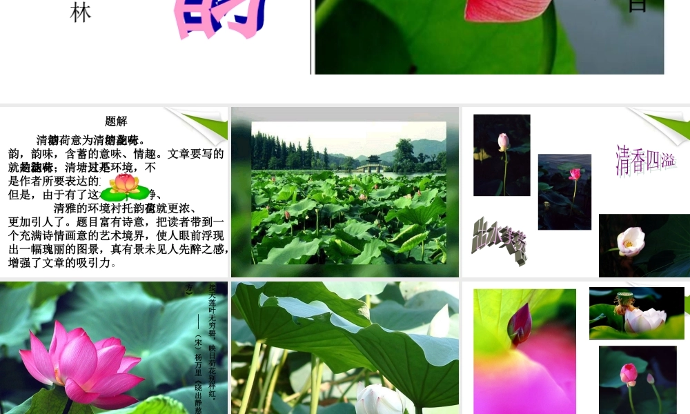 八年级语文上册(清塘荷韵)课件 苏教版 课件