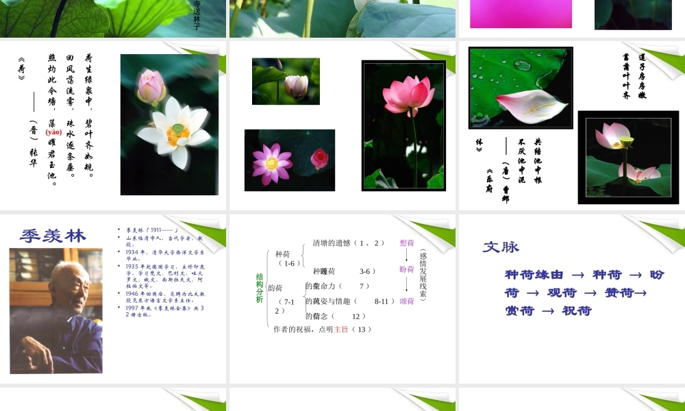 八年级语文上册(清塘荷韵)课件 苏教版 课件