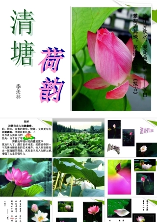 八年级语文上册(清塘荷韵)课件 苏教版 课件