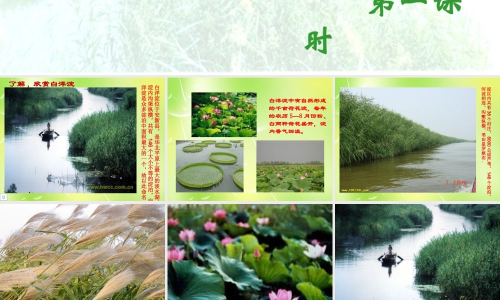 中学八年级语文上册 2 芦花荡课件 新人教版