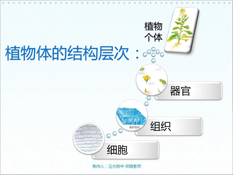 七年级生物上册 植物体的结构层次课件(pdf) 新人教版 课件_第3页