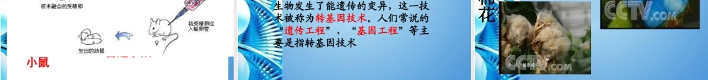八年级生物下册 第21章第2节生物的变异复习课件 苏科版 课件