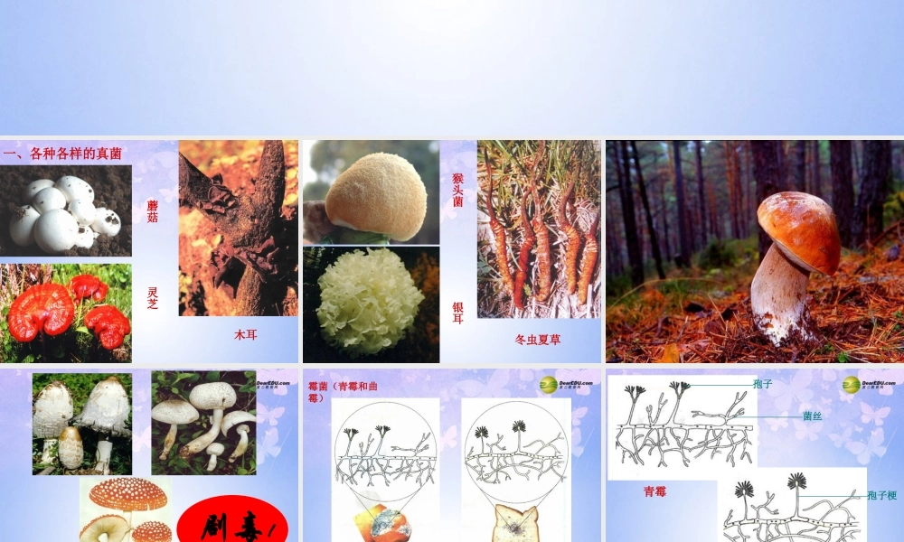 八年级生物上册 第五单元 4.3 真菌课件 新人教版 课件