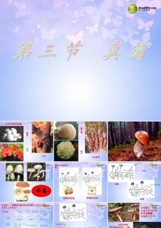 八年级生物上册 第五单元 4.3 真菌课件 新人教版 课件