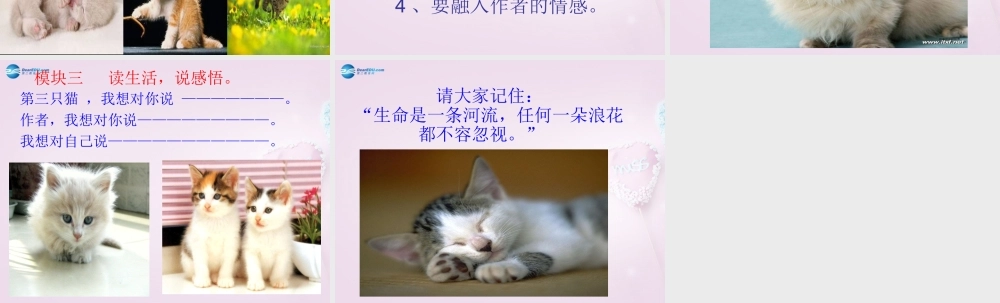 山东省泰安新泰市七年级语文下册 26 猫课件 新人教版 课件