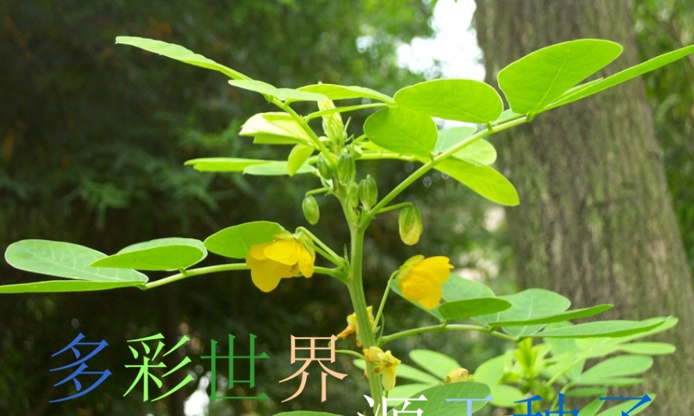 七年级生物上册 第二节 种子植物课件 新人教版 课件